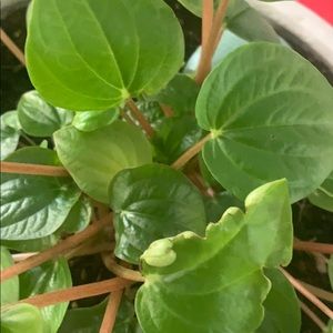 Meet your Posher, Erika